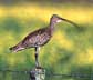 curlew